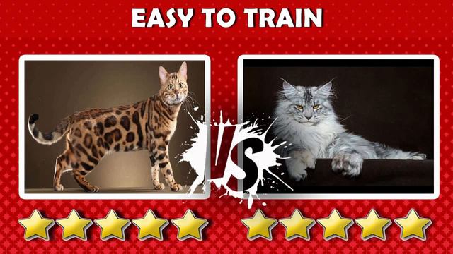 Bengal Cat Vs Maine Coon Cat - Differences Explained