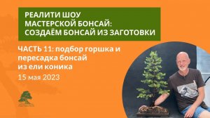 Пересадка бонсай из ели коника