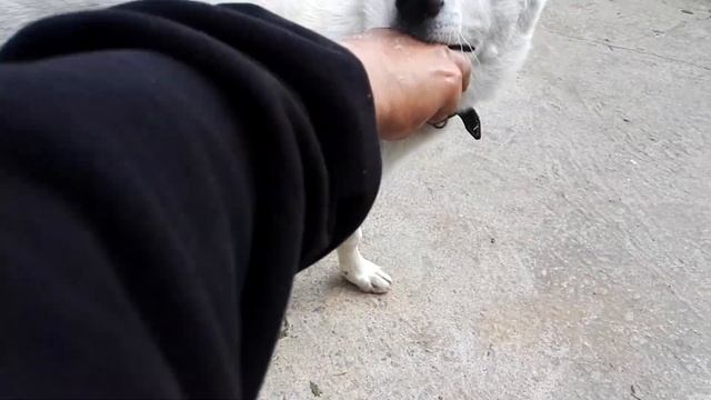 Опухший #ДругПчеловода. #Щенка РОЯ #УкусилаПчела смотреть онлайн