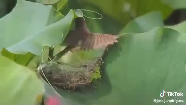 Птичка "Ткачик" смотреть онлайн