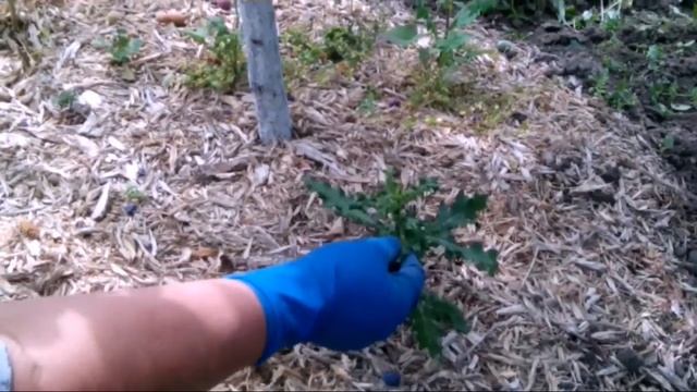 Прополка инструментами смотреть онлайн