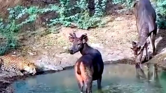 Леопард пришёл на водопой где были Олени❗ То что случилось дальше невероятно❗ смотреть онлайн