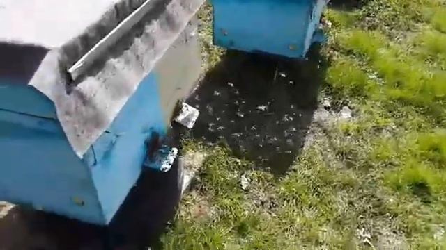 Весенний облет пчел смотреть онлайн