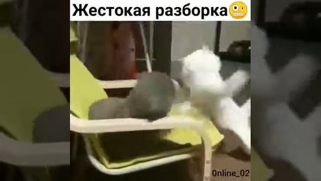 жесткая разборка пушистых смотреть онлайн