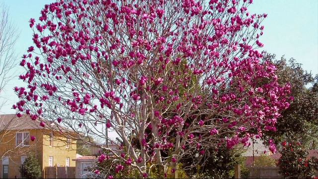 Cottage Farms Wonder of Nature Genie Magnolia on QVC смотреть онлайн