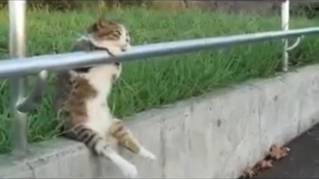 Необычная поза кота смотреть онлайн
