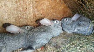 Когда нужно забивать кролика на мясо ?//Жизнь в деревне!!!