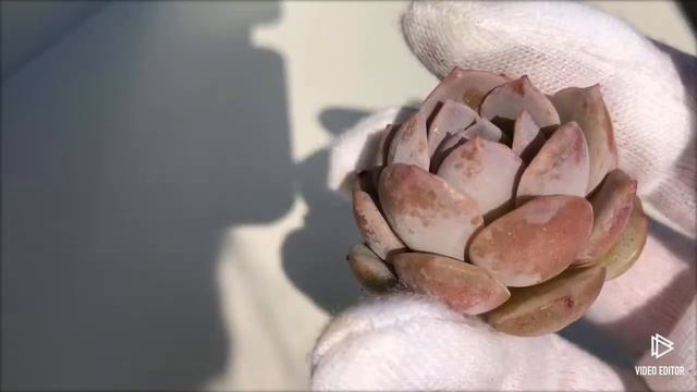 Echeveria Amazing Grace (Y) смотреть онлайн