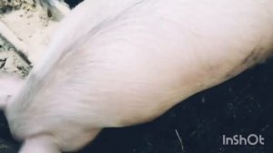 Свиньи хрюкают и копают землю. Первый день в летнем загоне.