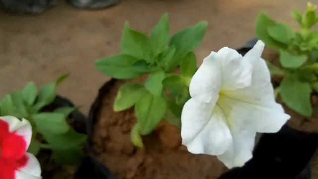 How To Grow Petunia From Seeds , Petunia के बारे में पुरी जानकारी । Care Of Petunia