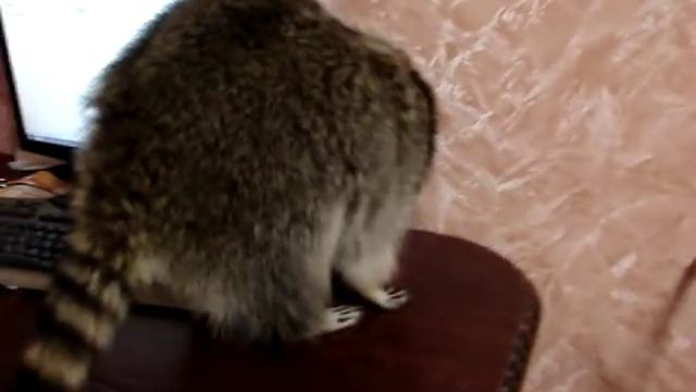 Енот воспитывает кошку) Енот полоскун и сфинкс. смотреть онлайн