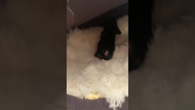 Были в вет-клинике. Лечим Тосю. Малыши набирают вес. смотреть онлайн