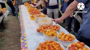 Секреты выращивания абрикосов в Сибири. Как выращивают абрикосы, опыт и советы питомника