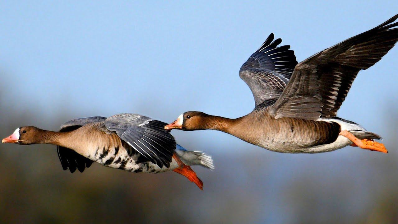 ОХОТА НА ГУСЯ! Налёты и Выстрелы. смотреть онлайн