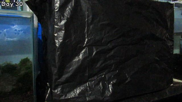 9 BEAUTIFUL AQUARIUM PLANTS For Aquascape And Planted Aquarium Setup