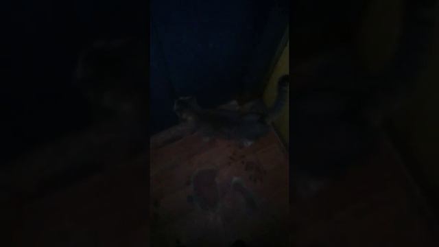 Самая умная кошка Кишинева !!! смотреть онлайн