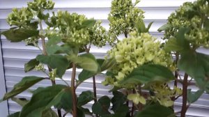 Гортензия метельчатая  Пинклайт/ Pinklight, Брайтлайт/BRIGHTLIGHT