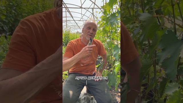 На какой год плодоносит виноград? смотреть онлайн