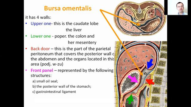 Topographic Anatomy Lecture 3