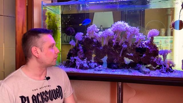Морской Аквариум | Переход с Пресного Аквариума на Морской | Морские Кораллы | Морские рыбки . смотреть онлайн