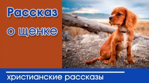 "Рассказ о щенке" Детские христианские рассказы