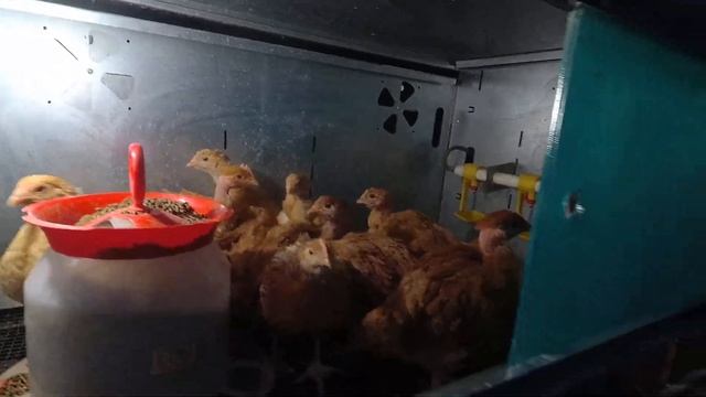 Немного о Голошейках, Перепелах и Дзене смотреть онлайн