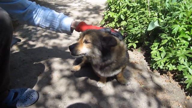 Спасение чужой собаки от кучи клещей. смотреть онлайн