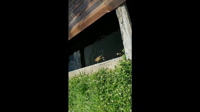 Рыбный ресторан Добрск , Болгария. Dobarsk - Fish Restaurant