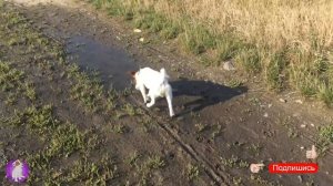 Утренняя пробежка, что то пошло не так. Собака убежала. Jack Russell Terrier. Локи БОБО. 039 серия.