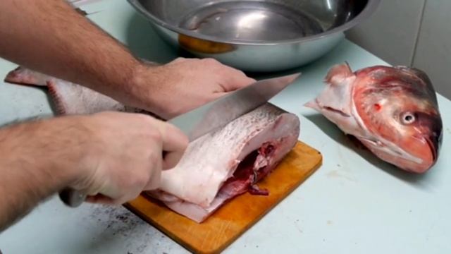 Готовим карпа, чистка и разделка промокание внутренностей салфеткой,Ready carp, cleaning and cuttin