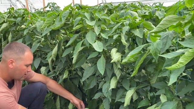 Подвязка перца - способ "Шпалера". Плюсы и минусы смотреть онлайн