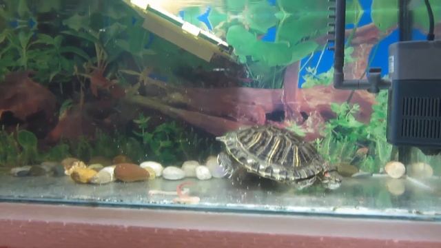 Как кормить красноухую черепаху дождевыми червями (How to feed the turtle with worms) смотреть онлайн