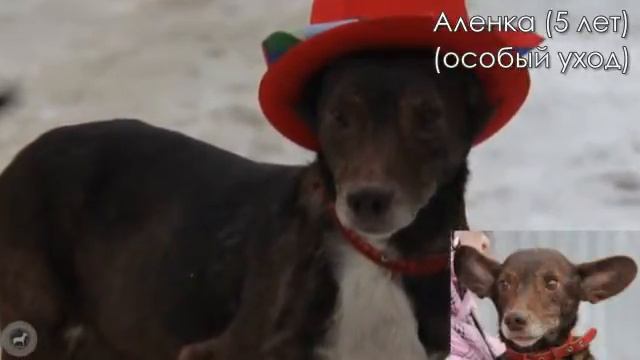Приют "Счастливые Лапки" смотреть онлайн