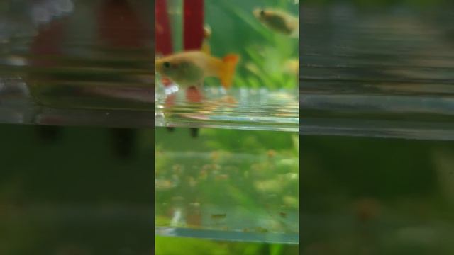 Рождение мальков аквариумных рыбок породы Гуппи = Guppy babys kommen auf die Welt смотреть онлайн