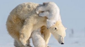 Северный полюс - Москва (пролог) Сказка для детей