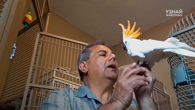 10 Самых Красивых Попугаев Какаду в Мире! смотреть онлайн