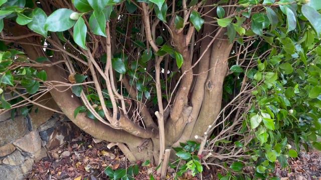How To Prune Camellias Into Topiary Balls - Japanese 'Niwake Style' Cloud Pruning Tutorial.
