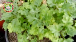 Хризантемы! Просыпаемся! Как и когда подготовить маточные растения мультифлоры к черенкованию?