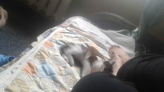 1 августа котёнок получил нечаянно травму лапки.Но отлежавшись день ,вроде всё хорошо)) смотреть онлайн