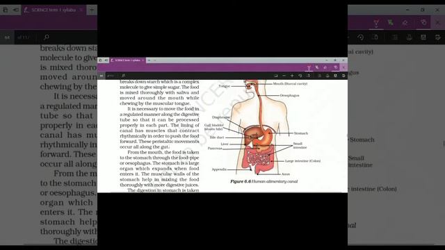 TERM 1 SYLLABUS OF CLASS - X SCIENCE (2021-22). DETAILED DISCUSSION WITH TIPS AND TRICKS. смотреть онлайн