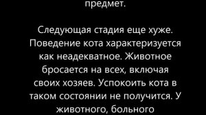 Бешенство у кошки  --- симптомы бешенства у кота, котенка