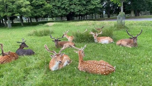ОЛЕНИ В PHOENIX PARK/МЫ НАШЛИ ИХ/СТАНИННАЯ КРЕПОСТЬ/ПРОГУЛКА ВСЕЙ СЕМЬЁЙ/IRELAND смотреть онлайн