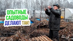 Заготовка черенков для прививки - какие сроки и на что обратить внимание!