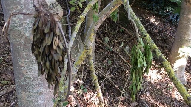 Common ash (Fraxinus excelsior) - samaras- July 2017 смотреть онлайн