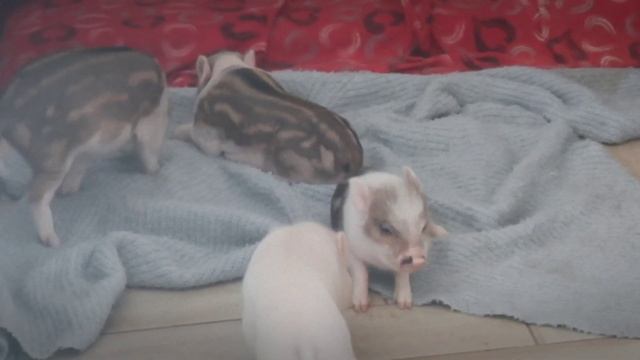 Догонялки! ? Минипиги, минипиг, микропиги, minipig, micropig, питомник Рязанская Диковинка, Рязань смотреть онлайн