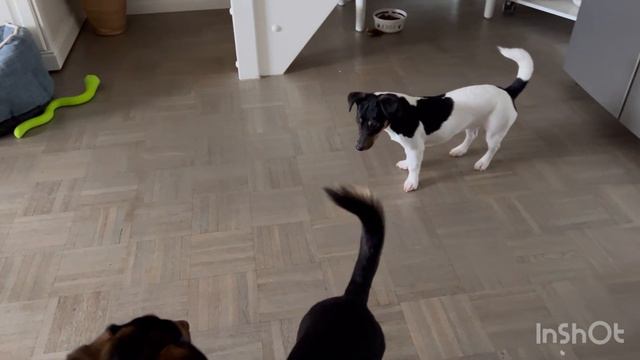 На конце все позади 🥹🐕🦺🐕Утро с питомцами 🌷🪻 смотреть онлайн