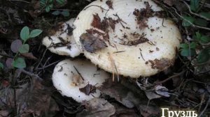 детям о съедобных и несъедобных грибах