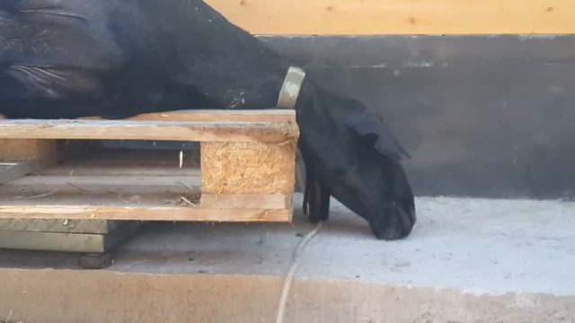 Покупка барана-производителя. Анвар Рустемов +77017224679(ватцап) Шымкент. Гиссарские бараны, овцы. смотреть онлайн