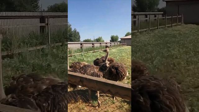 Страусиная ферма. Челябинск. смотреть онлайн