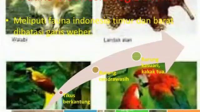 zona pembagian flora & fauna dunia & indonesia смотреть онлайн